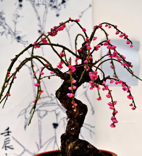 梅花与十二生肖（梅花的象征意义及其与生肖的联系）