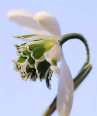 雪莲花——传说中的神秘花朵（神奇花语与传说）