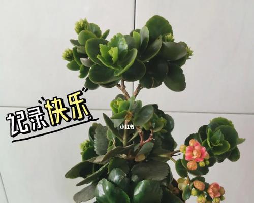 长寿盆景，寓意人生长久（以古老智慧呈现的生命寓意）