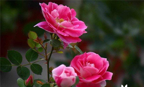 月季花花语（探寻花开的美丽与情感的绽放）
