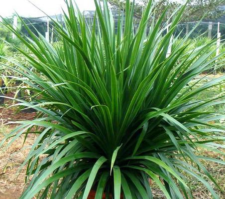 龙须树移栽最佳时间及方法是什么？