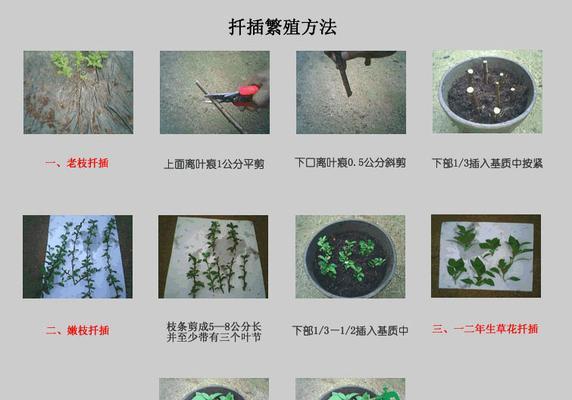 龙须树移栽最佳时间及方法是什么？