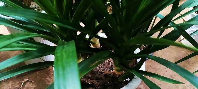 龙须树移栽最佳时间及方法是什么？