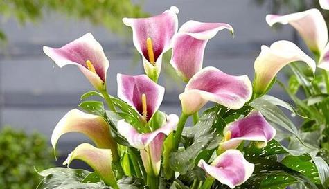 送马蹄莲花,寓意永恒爱情(马蹄莲花代表的含义及其在传统文化中的应用)