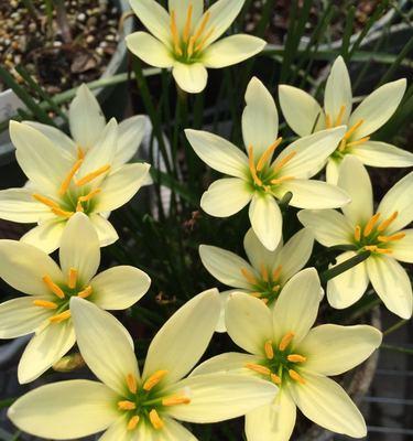 风雨兰有香味吗？它的香味是什么样的？