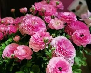 洋牡丹又叫什么花？它的别名有哪些含义？