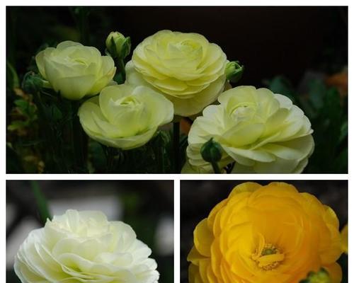 洋牡丹又叫什么花？它的别名有哪些含义？