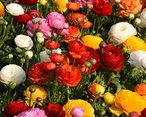 洋牡丹又叫什么花？它的别名有哪些含义？