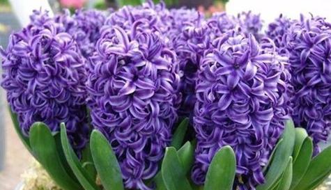 什么花代表放弃爱你的花语？这种花的含义是什么？