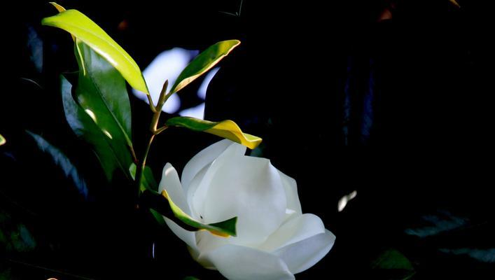 广玉兰会开花吗？开花时是什么样子的？