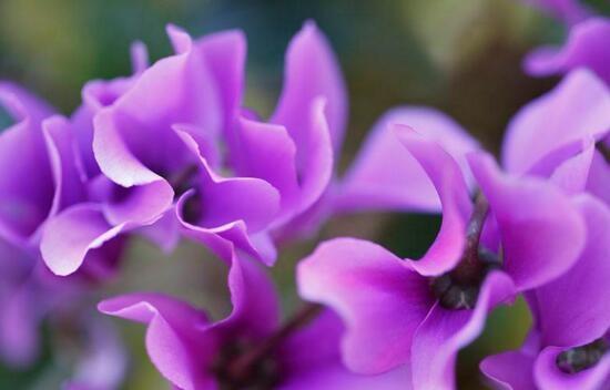 花语中的愧疚情感（一朵花的心事与忏悔）