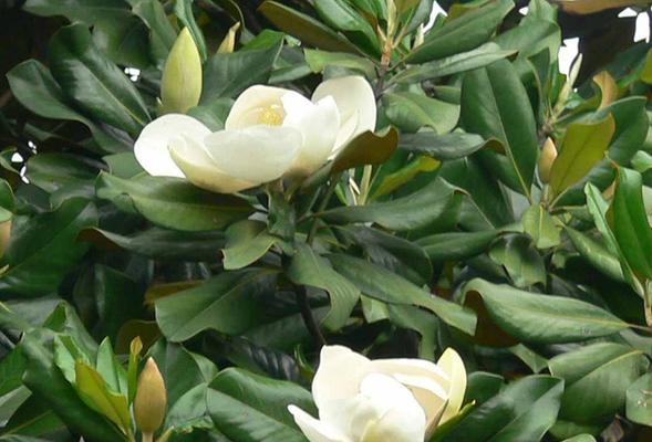 广玉兰会开花吗？开花时是什么样子的？