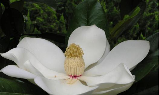 广玉兰会开花吗？开花时是什么样子的？