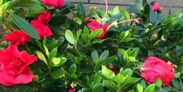 杜鹃病虫害怎么防治？防治技术措施有哪些？