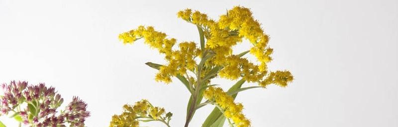 黄莺的花语与寓意——鸟语花香间的美好寓意（黄莺花语解读）