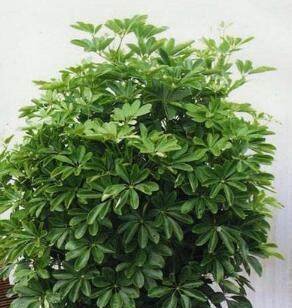 家里养三七对风水好吗？三七植物的风水意义是什么？