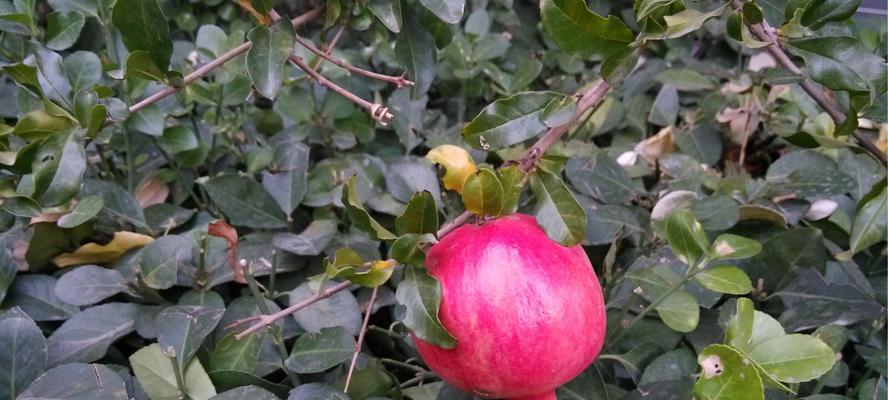 石榴产地在哪里？全球主要石榴种植区有哪些？