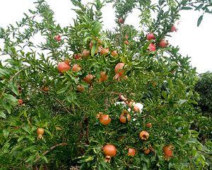 石榴产地在哪里？全球主要石榴种植区有哪些？