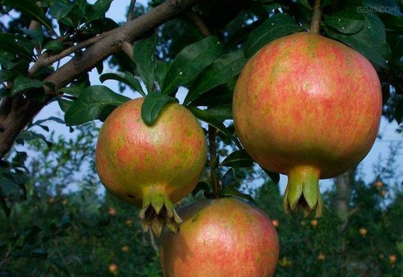 石榴产地在哪里？全球主要石榴种植区有哪些？