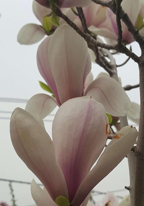 玉兰花的象征和寓意（探寻玉兰花的文化内涵及象征意义）