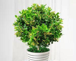 米兰是什么植物？米兰的花语和养护方法有哪些？