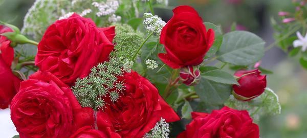 玫瑰花几点开始开花？一天之内开放的时间表是什么？