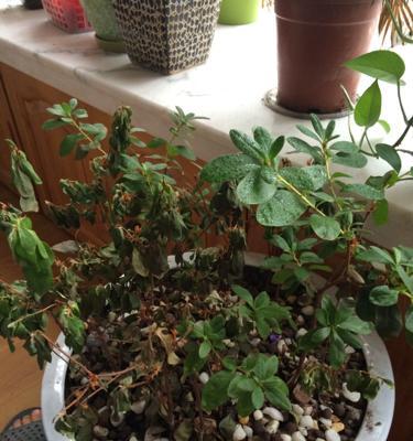 白醋浇杜鹃花的好处和风险是什么?