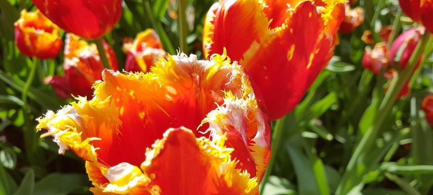 郁金香花的种植与寓意（探秘郁金香花的种植方法与象征意义）