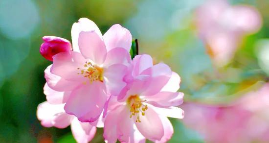 海棠花（探索海棠花所象征的优秀品格）