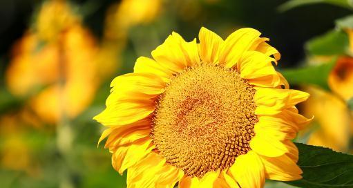 以太阳花的花语和象征意义（透过以太阳花的花语和象征意义）