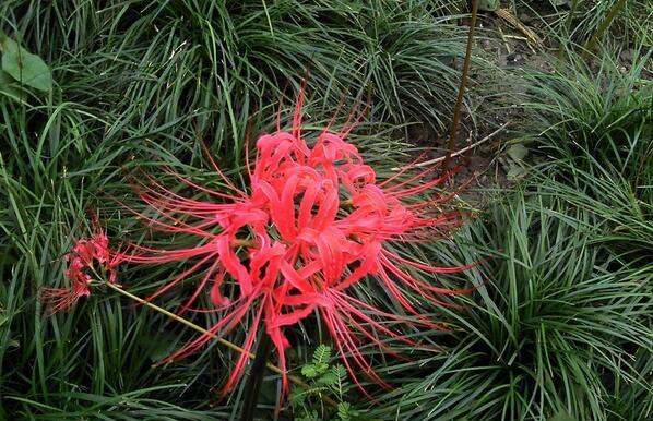 曼珠沙华的花语是什么？如何解读这种神秘花朵的含义？