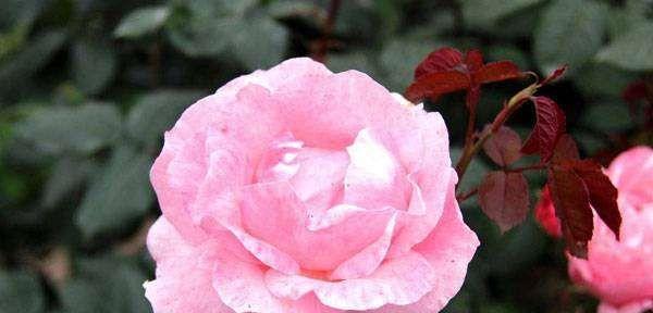 六朵玫瑰花语的深意（解读六朵玫瑰的含义）