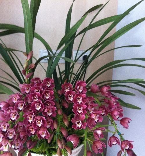 大花蕙兰开完花后如何处理？养护技巧有哪些？