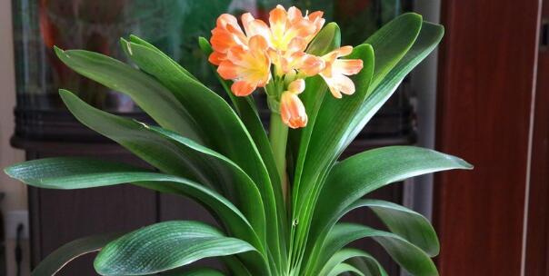 以君子兰的寓意为主题的植物文化探究（君子兰之美与智慧）