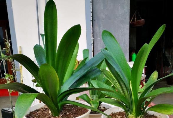 以君子兰的寓意为主题的植物文化探究（君子兰之美与智慧）