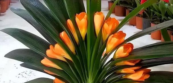 以君子兰的寓意为主题的植物文化探究（君子兰之美与智慧）