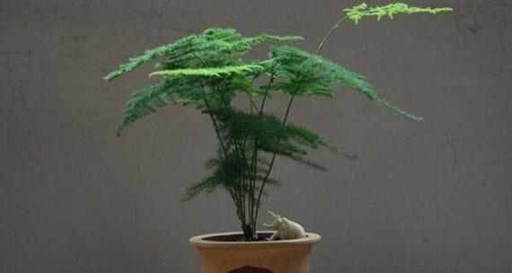 文竹适合大盆还是小盆？如何选择合适的花盆尺寸？