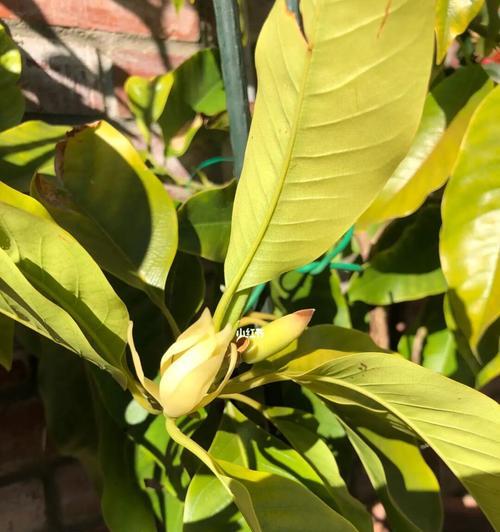 白兰花的寓意与象征意义(探索白兰花独特的美丽与内涵)