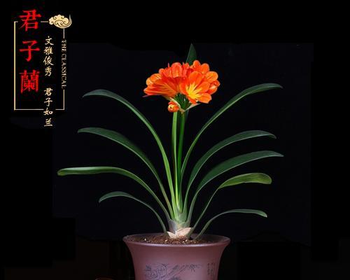 君子兰与种间兰的区别与联系（探寻君子兰和种间兰的异同之处）