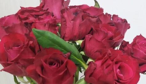 玫瑰花的花期揭秘(美丽绽放的时间)