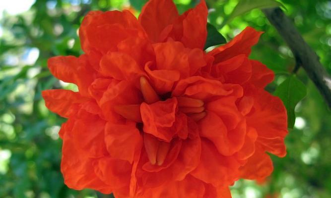 石榴花的寓意是什么（揭开石榴花背后的意义和象征）