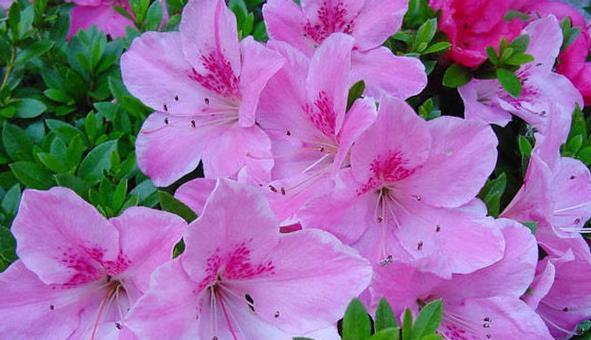 热情如火，以玫瑰花语描绘爱的狂潮（散发恋爱的火焰）