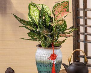 哪些植物象征长寿吉祥如意？如何在家中摆放这些植物？