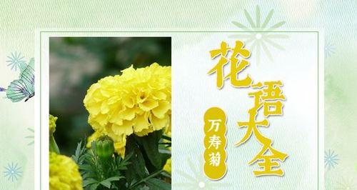 万寿菊(万寿菊的花语与相关故事)