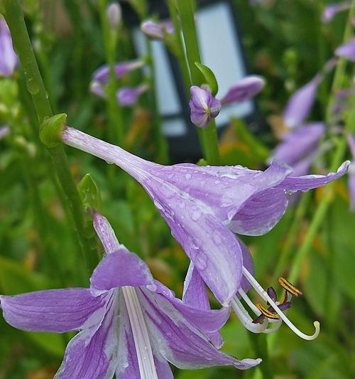 以子萼玉簪花语的深意（揭示美丽与祝福的花之语言）