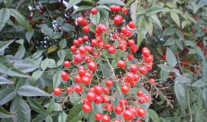 红豆的象征意义（探寻红豆背后的文化寓意）