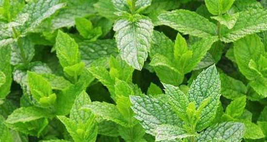 薄荷的生长环境是什么？哪些地方条件最适合薄荷生长？