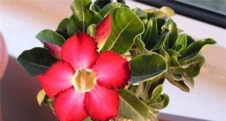 玫瑰喜肥吗？喜欢施什么肥料来促进生长？