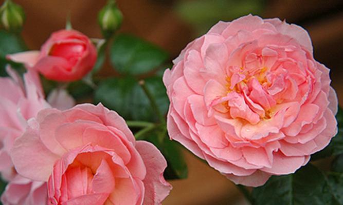 玫瑰喜肥吗？喜欢施什么肥料来促进生长？