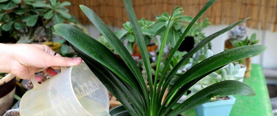 玫瑰喜肥吗？喜欢施什么肥料来促进生长？